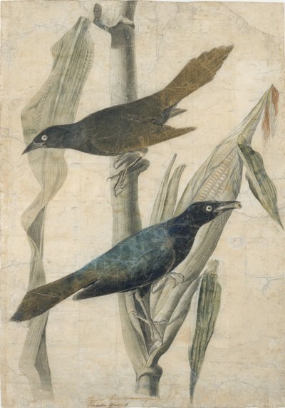 Quiscale pourpre - John James Audubon