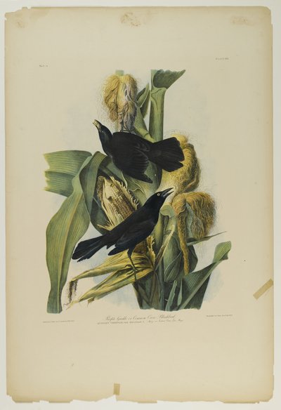 Quiscale pourpré, imprimé par Julien Bien et publié par Roe Lockwood & Son, 1861 - John James Audubon