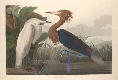 Héron pourpré, 1835 - John James Audubon