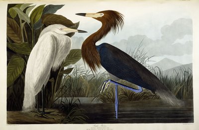 Héron pourpré, vers 1835 - John James Audubon