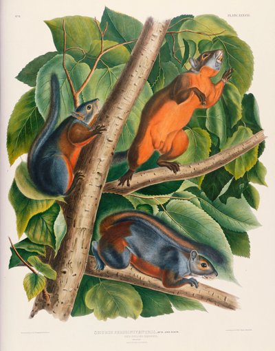 Écureuil à ventre rouge - John James Audubon