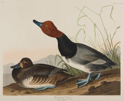 Canard à tête rouge, 1836 - John James Audubon