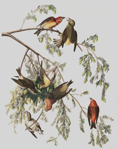 Bec-croisé des sapins, Loxia Curvirostra, de "Les Oiseaux d