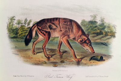 Loup rouge de 