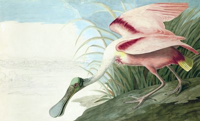 Spatule rosée, Platalea Ajaja, de "Les Oiseaux d
