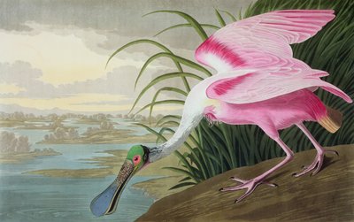 Spatule rosée, Platalea leucorodia, de "Les Oiseaux d