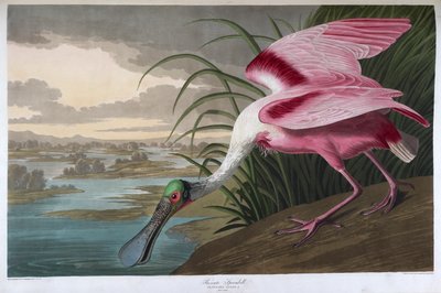 Spatule rosée. Mâle adulte - John James Audubon