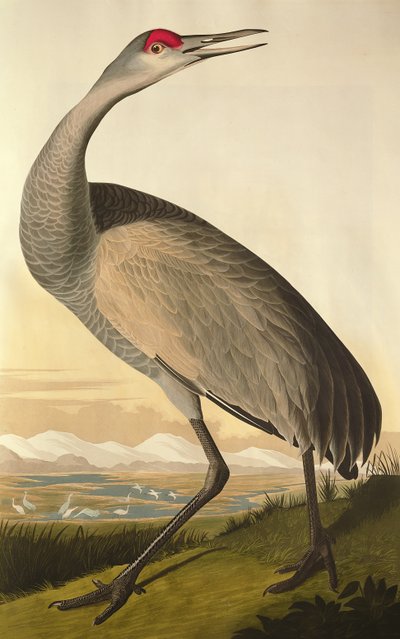 Grue du Canada, de 