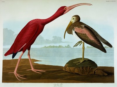 Ibis écarlate - John James Audubon