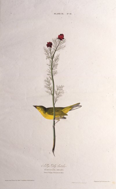 Selbys Fly Catcher. Des Oiseaux d