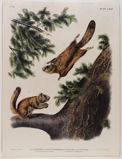 Écureuil volant de la rivière Severn (gauche) et écureuil volant des montagnes Rocheuses (droite) - John James Audubon