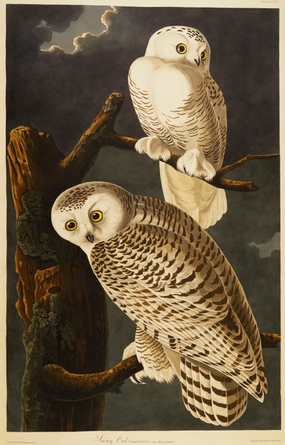 Harfang des neiges - John James Audubon
