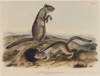 Spermophilus Douglassii (Deux écureuils de Douglas) - John James Audubon