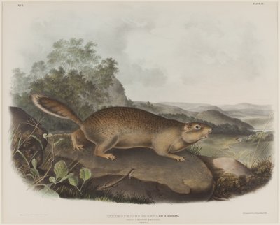 Spermophilus Parry (Écureuil marmotte de Parry) - John James Audubon