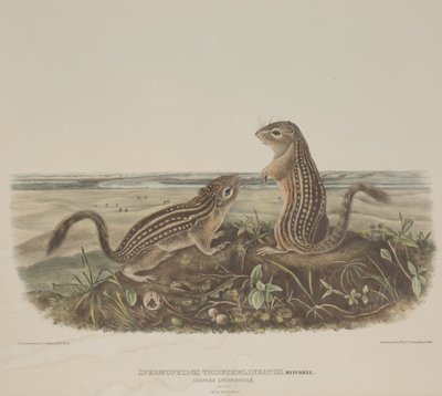 Spermophilus Tridecemlineatus (Deux écureuils léopards) - John James Audubon