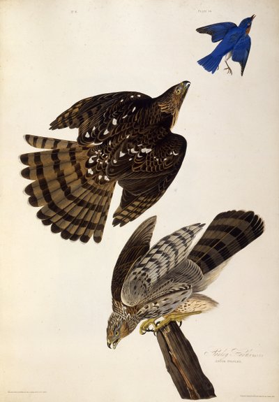 Stanley Hawks. De Les Oiseaux d