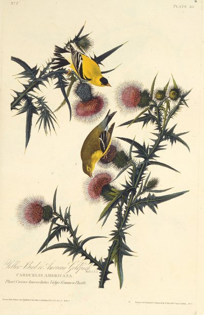 Le Chardonneret jaune américain. De Les Oiseaux d