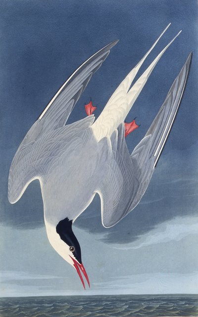 La sterne arctique. De Les Oiseaux d