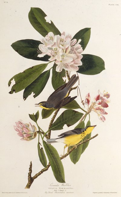 La Paruline du Canada. De Les Oiseaux d