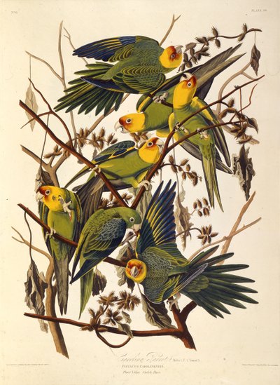 La perruche de Caroline, De Les Oiseaux d