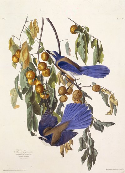 Le geai des broussailles de Floride. De Les Oiseaux d