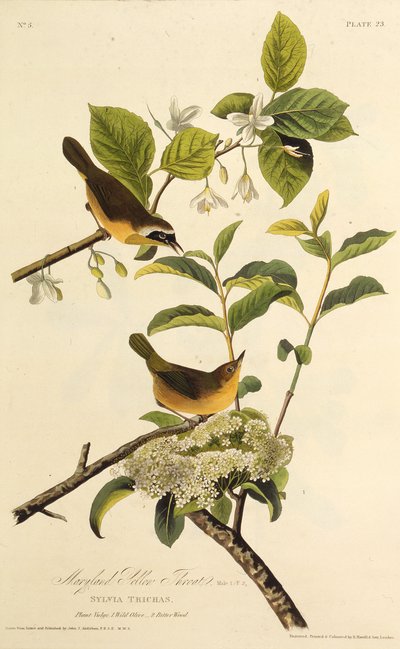 Le Paruline du Maryland. De Les Oiseaux d
