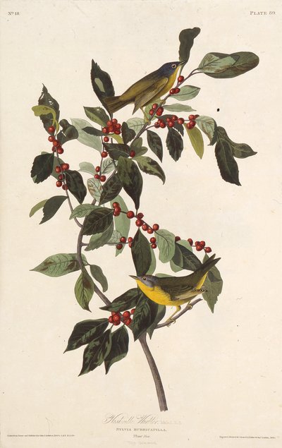 La paruline de Nashville. De Les Oiseaux d