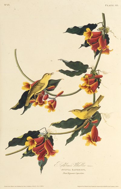 Le Paruline de Rathbone. De Les Oiseaux d