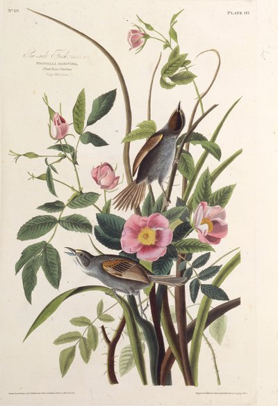 Le Pinson de mer. De Les Oiseaux d