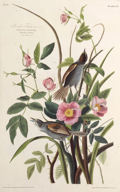 Le pinson de bord de mer. De Les Oiseaux d