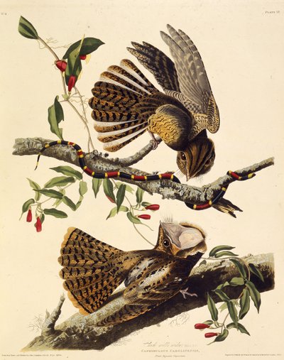 Le chuck-wills-widow. De Les Oiseaux d