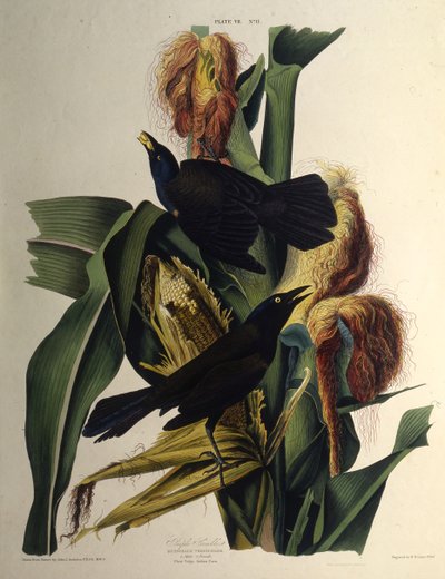 Le quiscale bronzé. De The Birds of America, 1827-1838 - John James Audubon