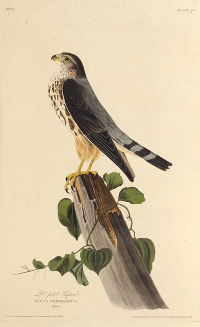 Le faucon émerillon. De Les Oiseaux d