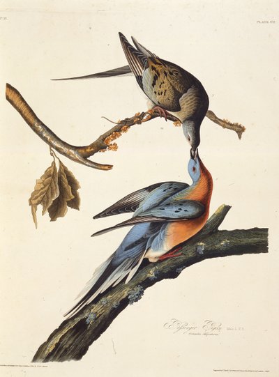 Le pigeon voyageur. De Les Oiseaux d