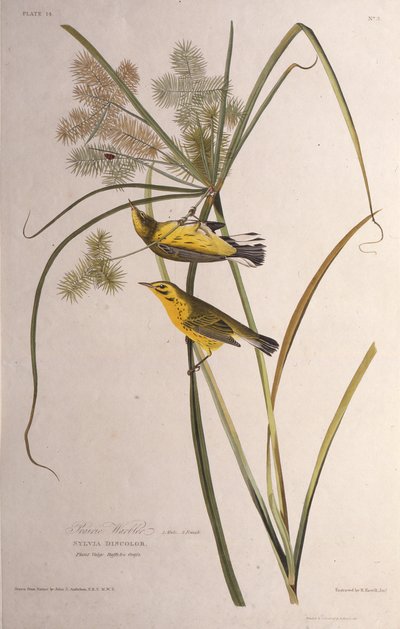 La paruline des prés. De Les Oiseaux d