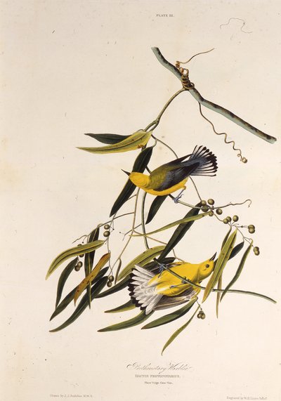 Le paruline orangée. De Les Oiseaux d