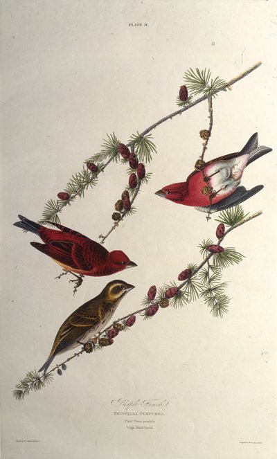 Le roselin pourpré. De Les Oiseaux d
