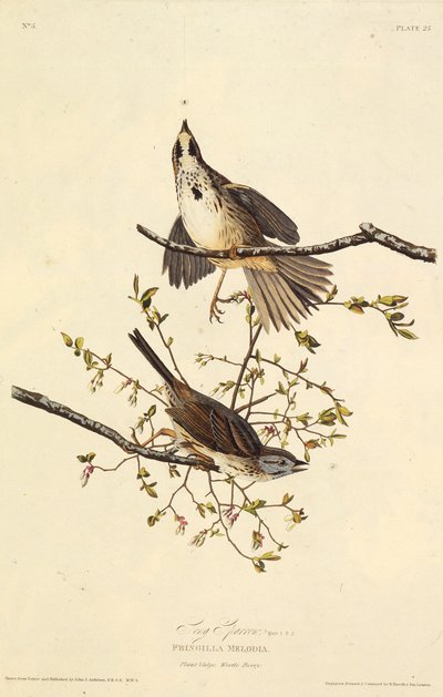 Le bruant chanteur. De Les Oiseaux d