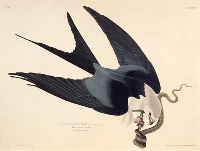 Le milan à queue fourchue. De Les Oiseaux d