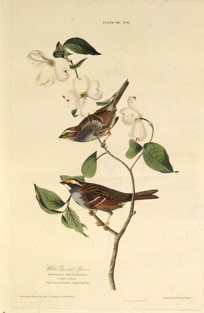Le bruant à gorge blanche. De Les Oiseaux d