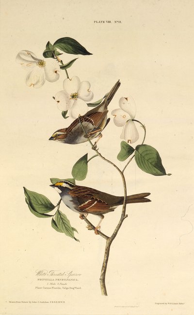 Le bruant à gorge blanche. De Les Oiseaux d