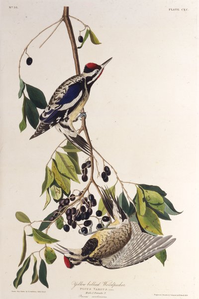 Le pic à ventre jaune. De Les Oiseaux d