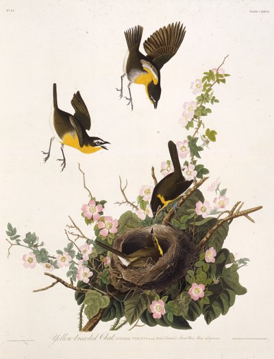 La paruline polyglotte. De Les Oiseaux d