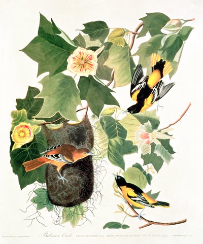 Tulipier : Liriodendron tulipifera, de 