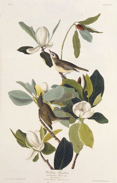 Gobemouche chanteur. De Les Oiseaux d