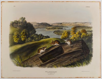 Souris à pieds blancs - John James Audubon