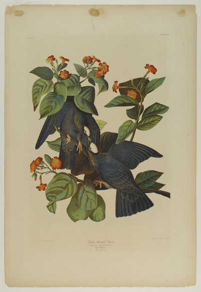 Pigeon à tête blanche, imprimé par Julien Bien et publié par Roe Lockwood & Son, 1861 - John James Audubon