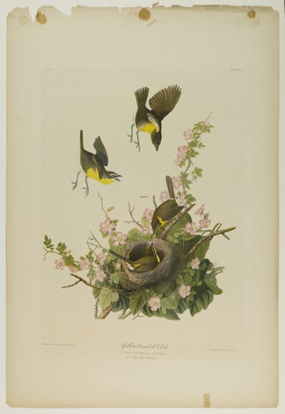Paruline polyglotte, imprimée par Julien Bien et publiée par Roe Lockwood & Son, 1861 - John James Audubon