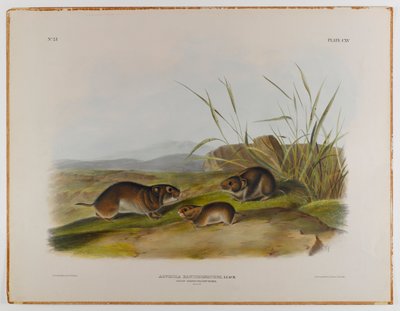 Souris des prés à joues jaunes - John James Audubon