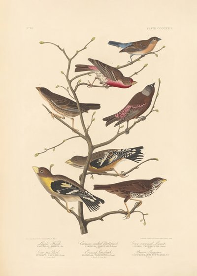 Pinson de Lazuli - John James Audubon/ Rob Havell